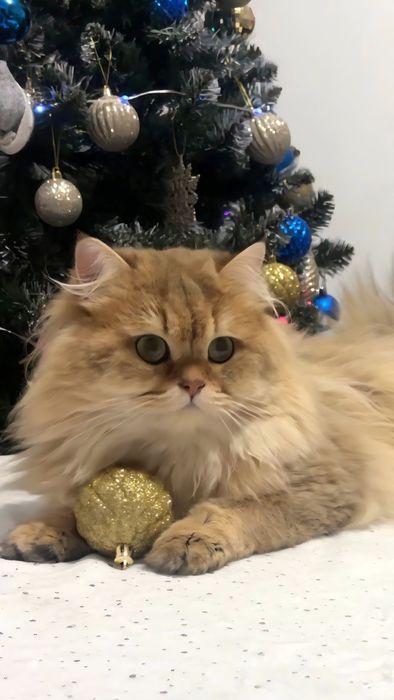 Шотландський хлопчик золота
