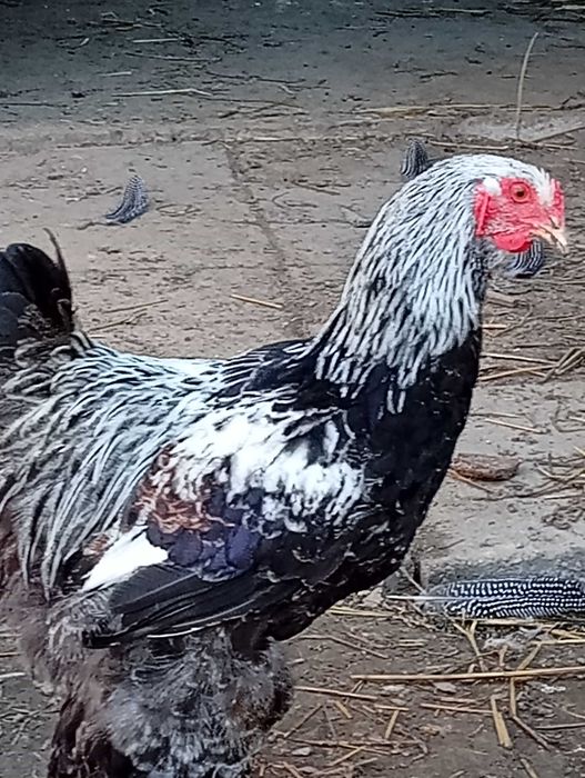 kogut brahma srebrna