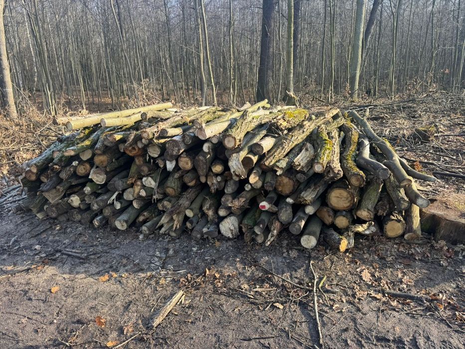 Drewno opałowe w super cenie !