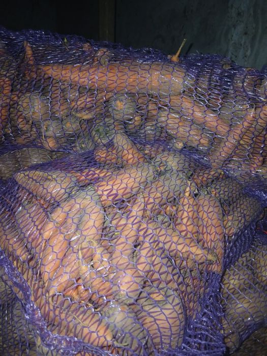 Продам моркву, буряк терміново