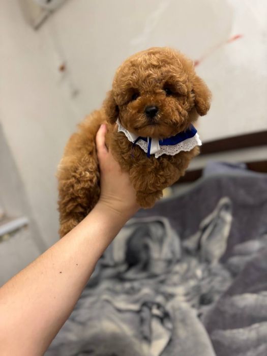 Мальтипу ред браун  — ідеальна порода для квартири.