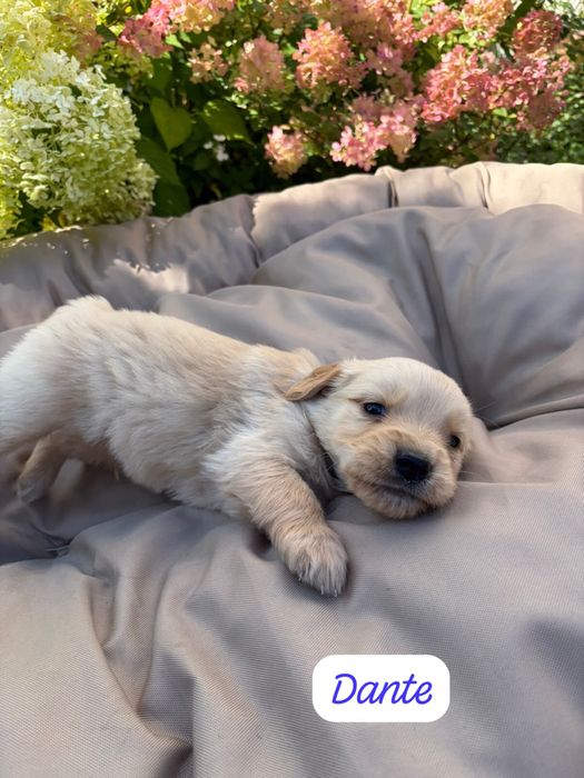 Golden retriever szczeniak