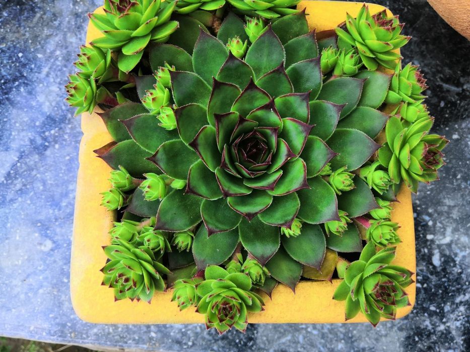 Кам'яна роза  молодило