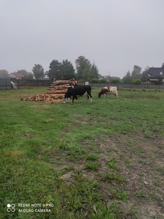 Mleko krowie świeże i smaczne