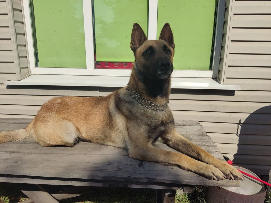 Бельгийская овчарка, малинуа. Вязка!