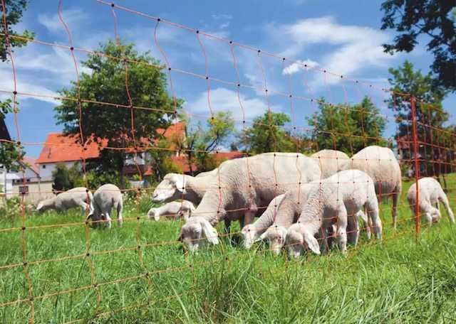 Siatka ogrodzeniowa elektryczna dla drobiu owiec , 50m-108 cm 2 szpice