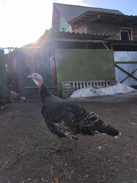 Індички  з індичатами