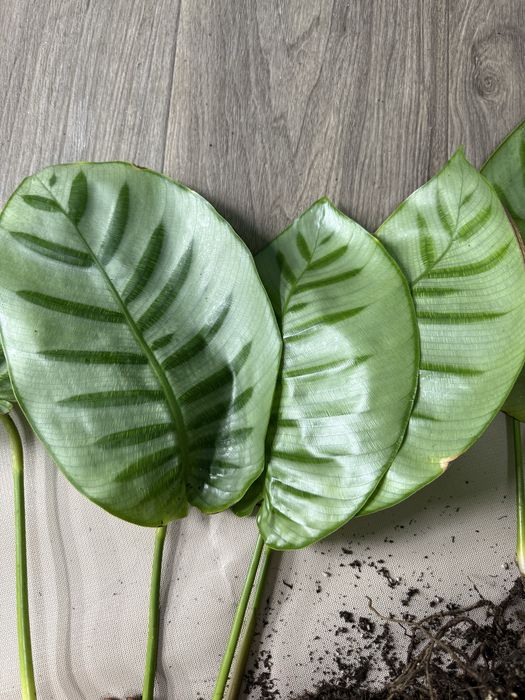 Калатея Белла Карлина Эксклюзив Коллекционная Bella Carlina