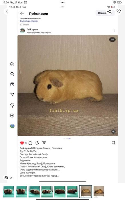 В продаже морские свинки породы Крестед