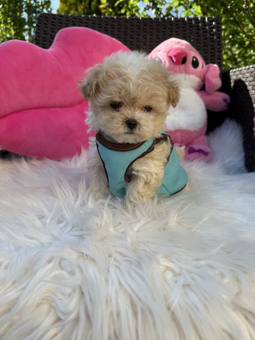 Маленькі міні дітки мальтипу