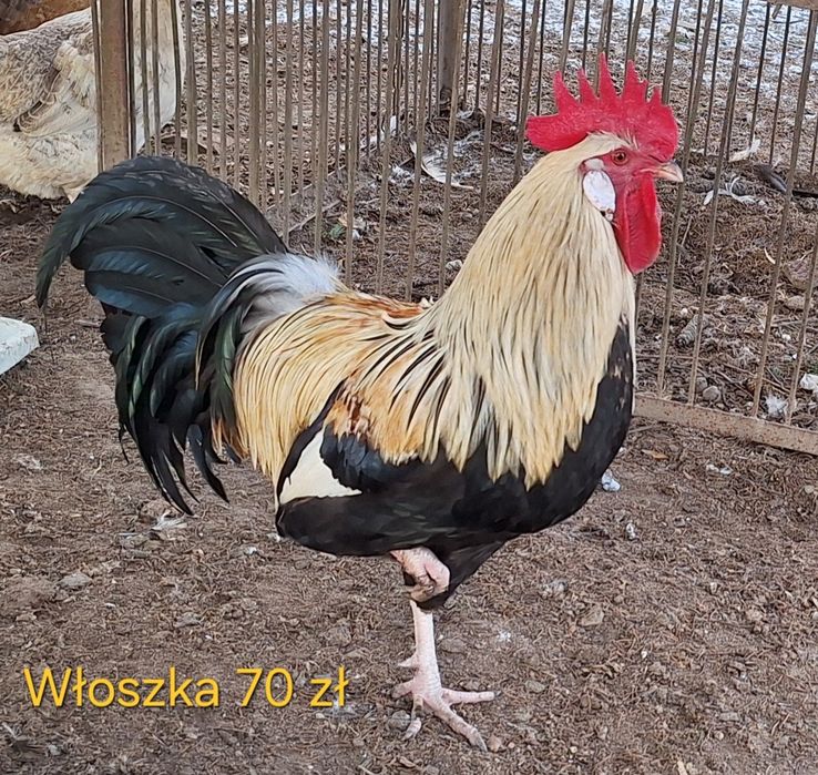 Włoszka orange kogut