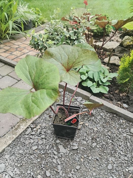 Бузульник,язичник зубчастий Garden Confetti