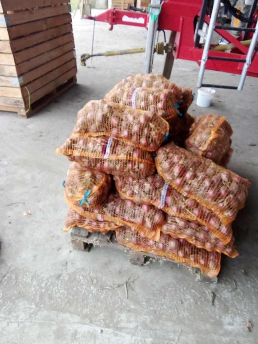 Cebula zółta oraz czerwona