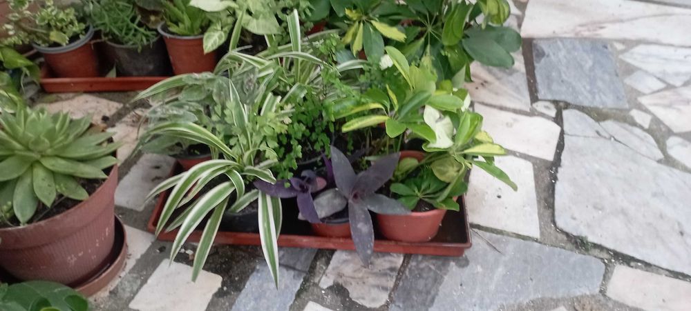 PLANTAS DE INTERIOR E  JARDIM