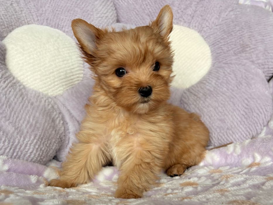 Suczka Golddust Yorkshire Terrier