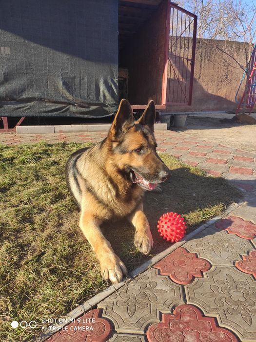 Кобель немецкой овчарки