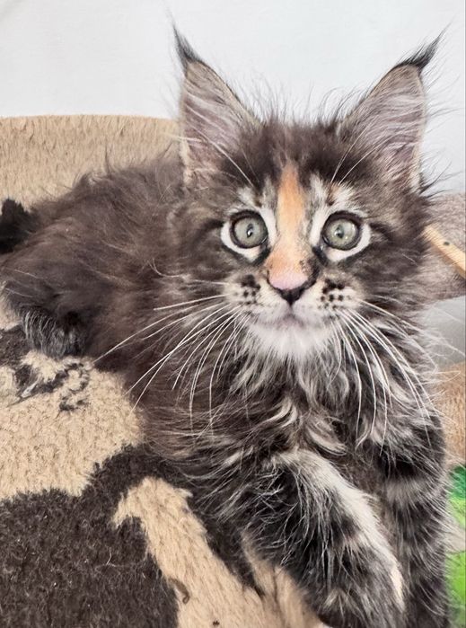 Кошенята,котята,пухнастики,класичні і полідакт