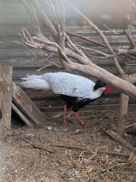 Casais de Faisões Prateados (Silver Pheasant) Adultos