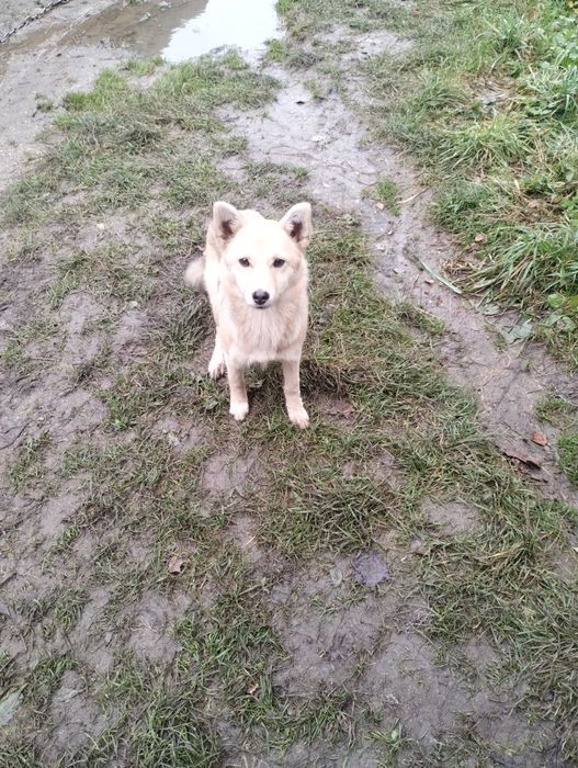 Щеня, дівчинка, віддам в добрі руки безкоштовно