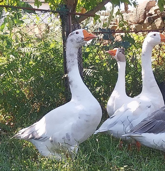 Gansos de Toulouse