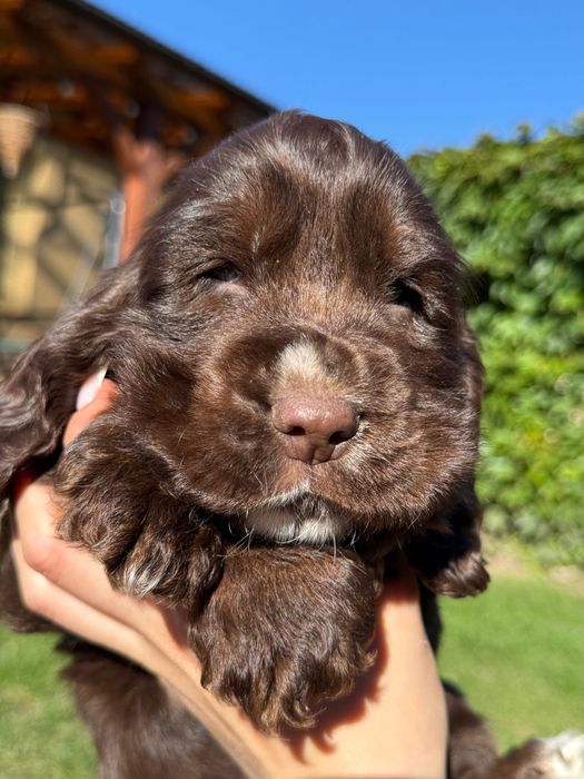 Cocker spaniel angielski czekoladowy