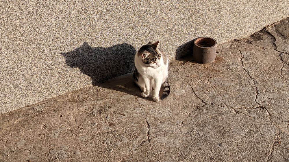 Młody kotek - oddam.