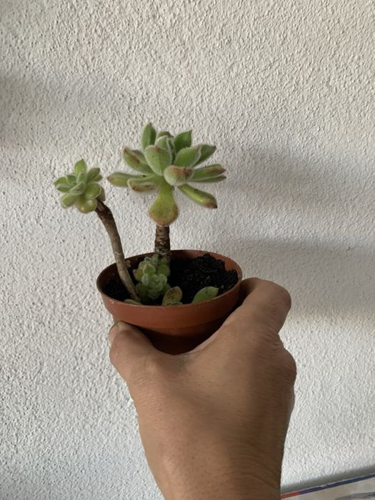 Vaso ou lata -Cada uma dois euros pode escolher