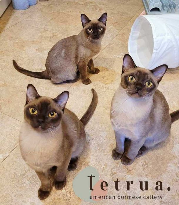 Любвиобильные  котята американской бурмы!