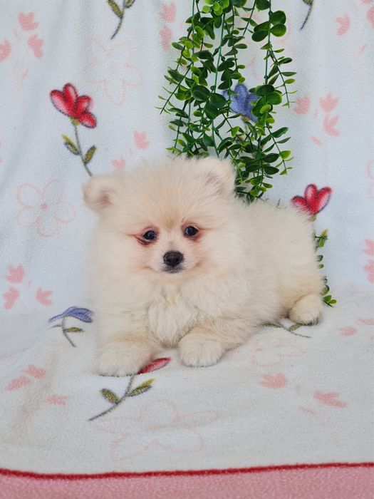 Exuberante mini Lulu da Pomerania / Spitz Alemão Anão de Qualidade