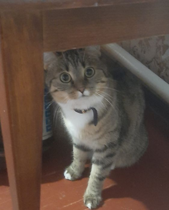 Передержка, Перетримка тварин