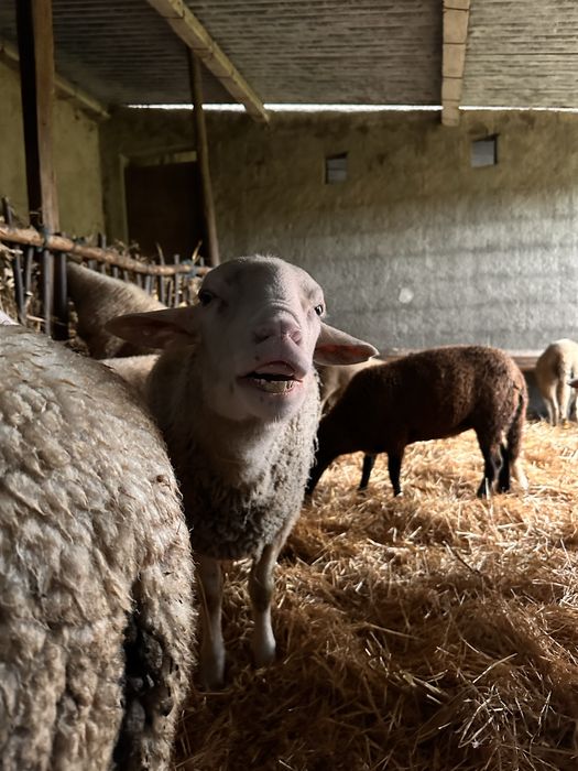 Vendo Carneiro Lacaune