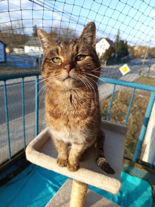 Urocza kotka szuka domu niewychodzącego