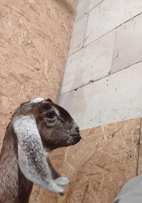 Козички англо Нубійські. 100%