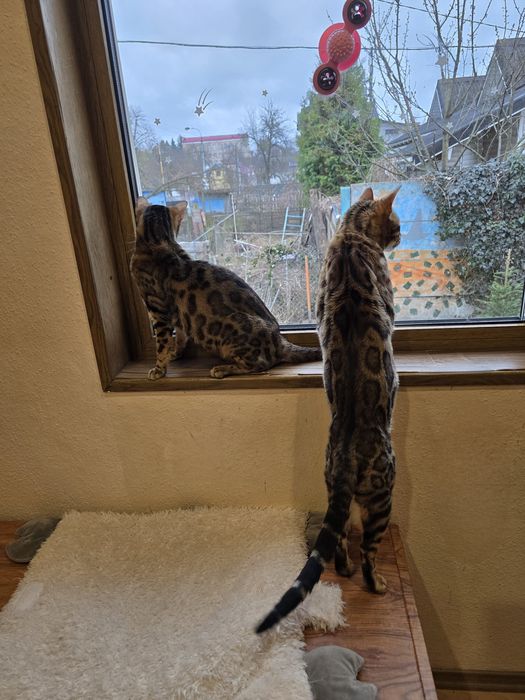 Бенгальський клубний кіт в'язка  бенгал вязка