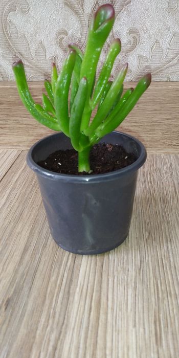 Крассула,грошове дерево,портулакарія