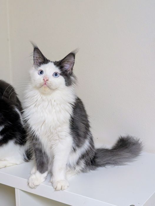 Ciri kotka Maine Coon. Opcja hodowlana. Zapraszamy