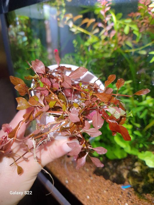 Vendo plantas de muda