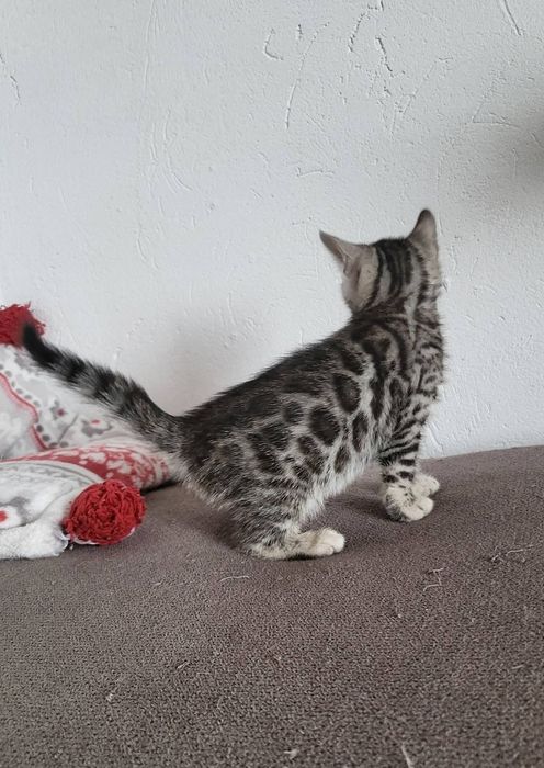 Kotka srebrna bengalska kot bengal rodowód FPL FiFE