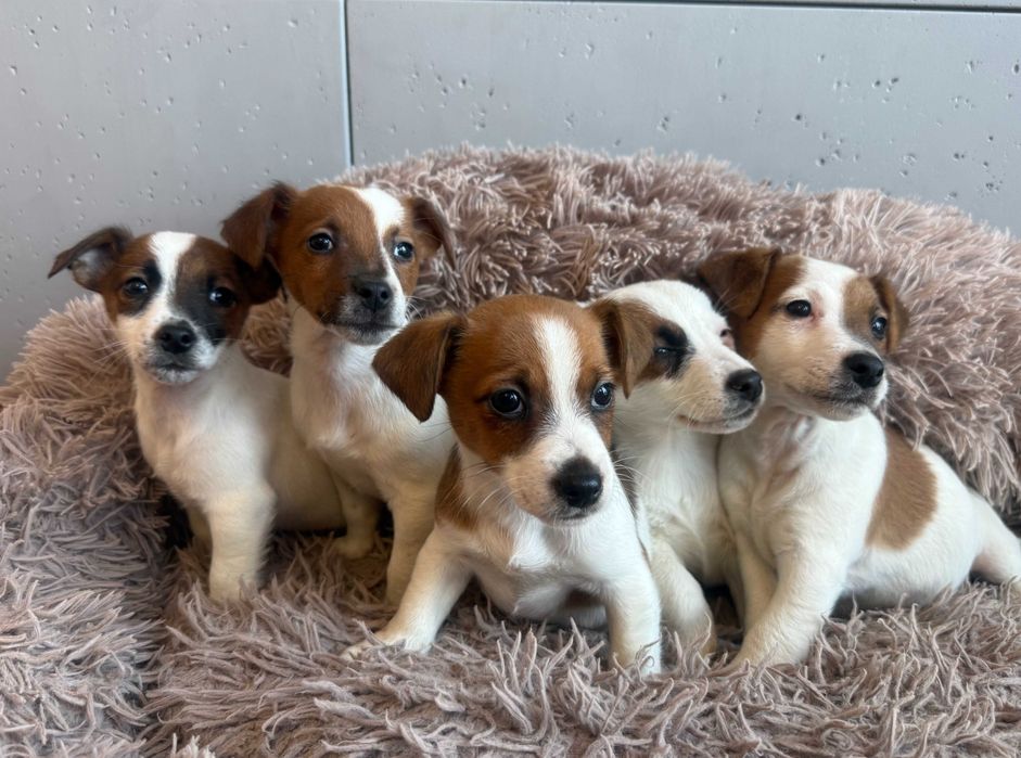 Jack Russell Terrier suczka od # SMARTIE JACKS # cute female Jack