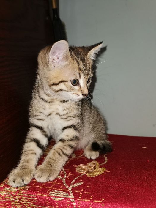 Кошеня у хороші руки