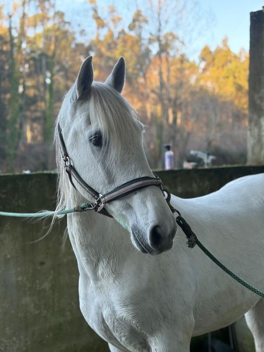 Cavalo castrado com livro verde