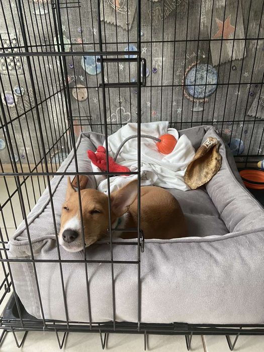 Клетка, клітка для собак, бокс, переноска