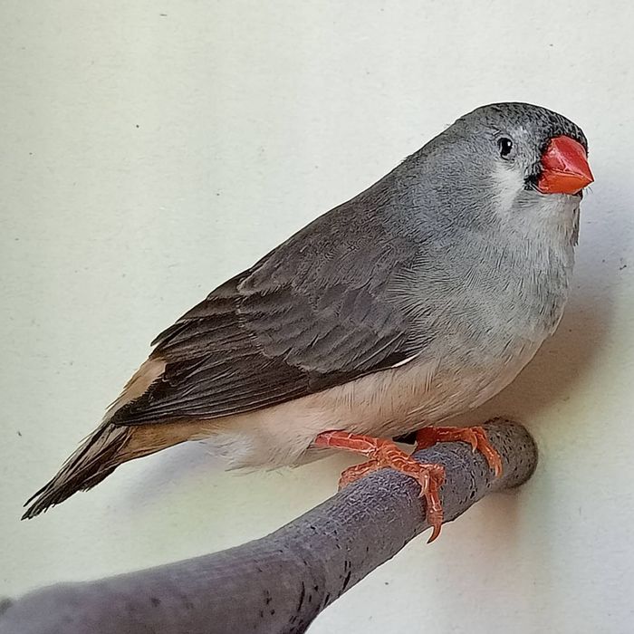 Diamantes Mandarins Exposição