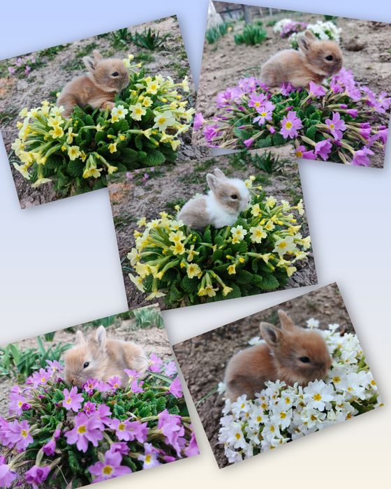 Декоративні кролики