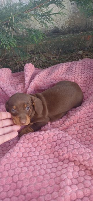 Teckel miniatura macho chocolate