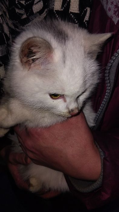 Отдам двох кошенят