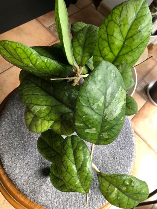 Hoya Gbl epc.260 duża rosnąca