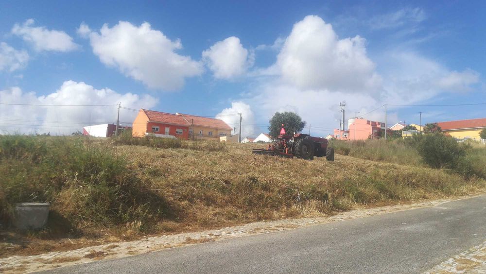 Limpeza de terrenos abate de árvores