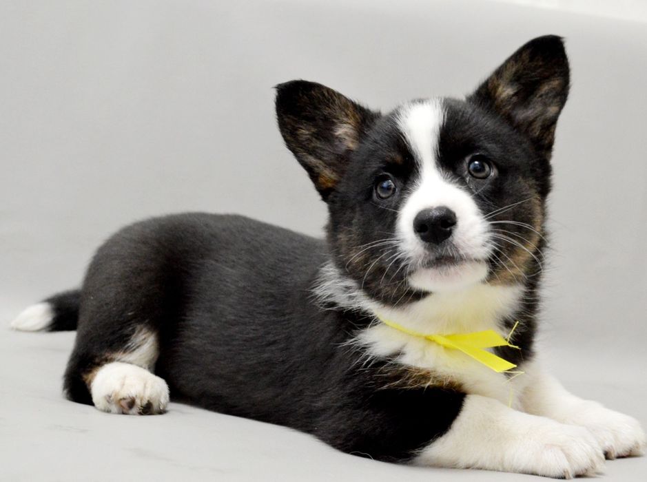 Чудова дівчинка вельш коргі кардіган