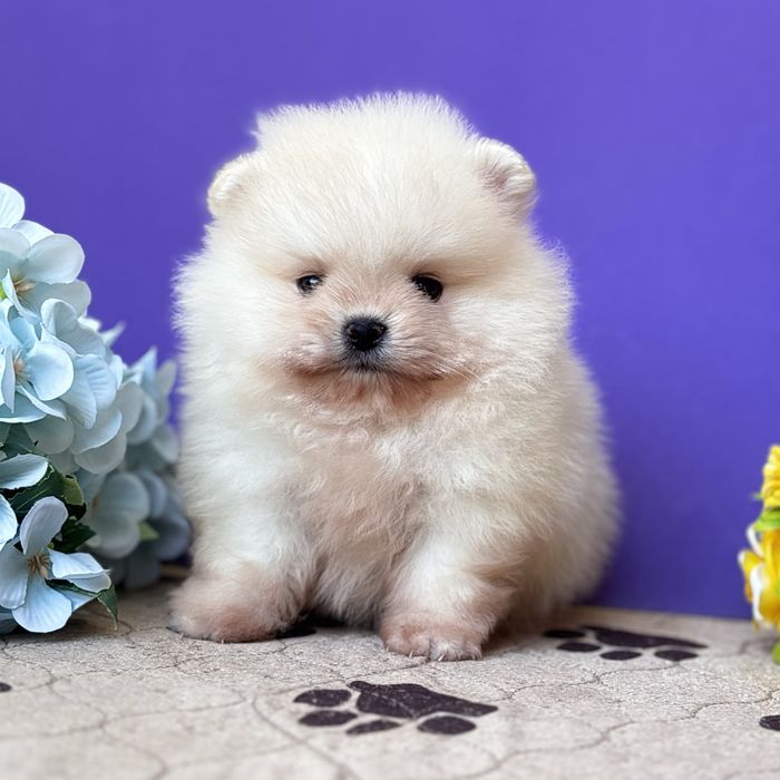 ляльковий Ведмедик шок классу